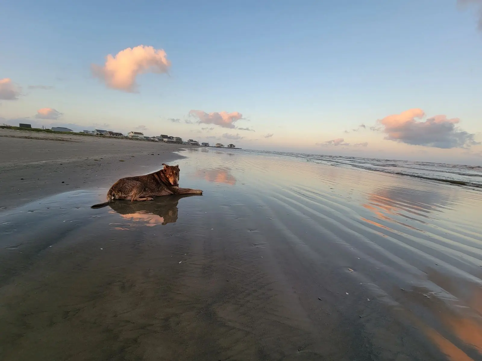 Image of a dog relaxing on the wet sand of the beach, during the evening