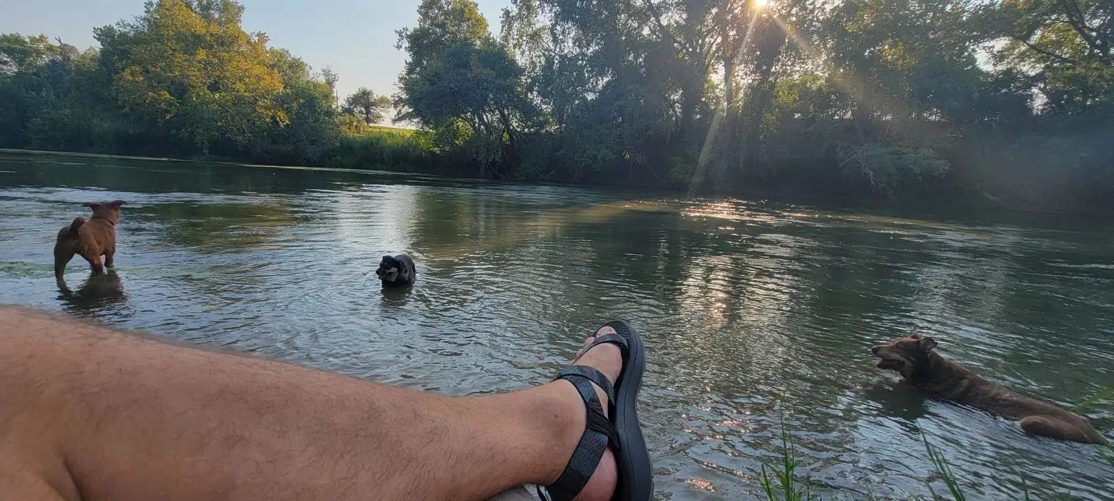 Image of two dogs sitting and walking in the shallows of the Colorado River.