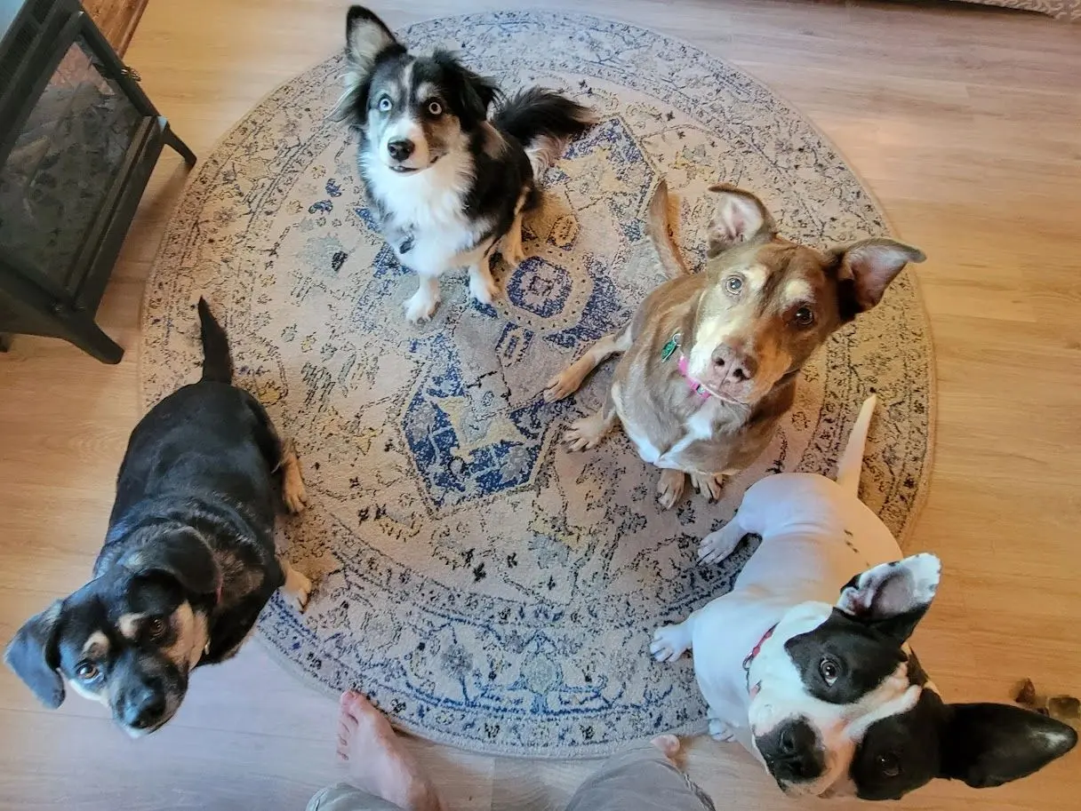 Four dogs sitting on a round rug, looking up